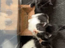 cats
