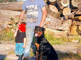 Male Rottweiler for sale