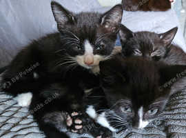 3 Bombay X Tuxedo kittens for sale