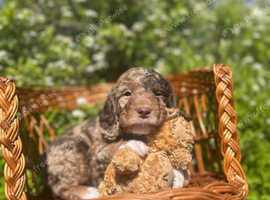 Merle sproodle puppies