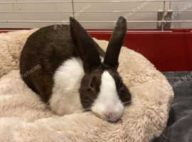 Male dutch rabbits