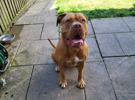 2.5 year old female dogue de bordeaux