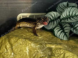 Black night leopard gecko with full set up