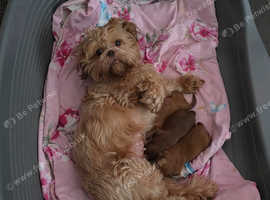 Karashishi puppies