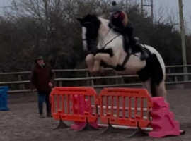 Lovely family pony