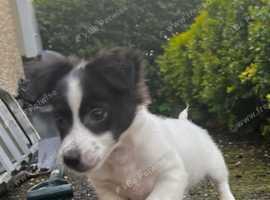 2 x fluffy jack russell cross pups