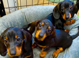 Miniature smooth haired dachshund's