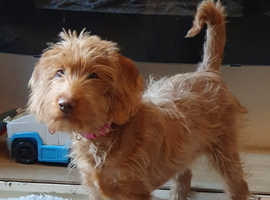 Labradoodle puppies. *One available, ready now*