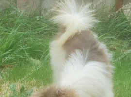 Lilac and tan particoloured male  pomeranian