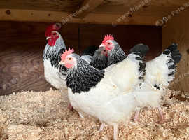 6 Light Sussex bantam hatching eggs available free postage