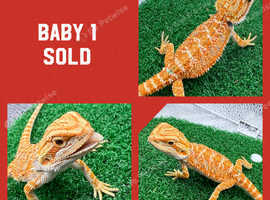 BABY BEARDED DRAGONS!! READY TO GO TO THEIR FOREVER HOME!!!