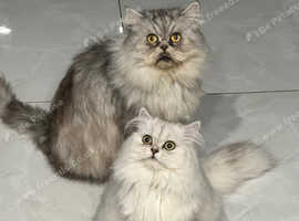 Persian Munchkin Kittens
