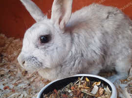 Female Argente BLACKPOOL