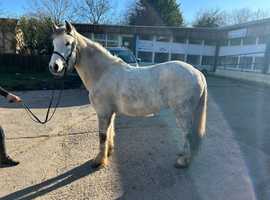 12.2hh 9yo Grey gelding