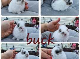 Netherland dwarf babies