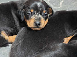 Adorable Miniature Dachshund Puppies - Ready Soon for Loving Homes!