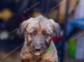Irish wolfhound puppy's