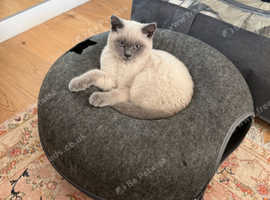 Missing British Shorthair Kitten