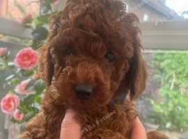 Top red minature poodle puppies