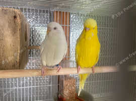 Budgies in Catford on Freeads Classifieds - Budgies classifieds