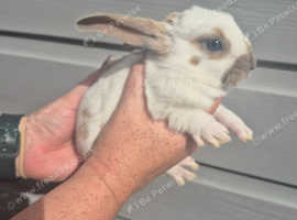 Beautiful  Ebglish Butterfly/Spot Babies. Ready now!!!