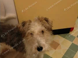 Wire Haired Fox Terrier - Polly