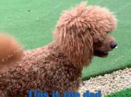 Cavapoos