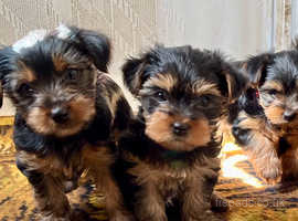 Yorkshire Terrier Puppies for sale - with microchip and vaccinations