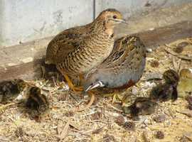 Chinese painted quails