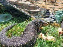 Black and white Tegu Female