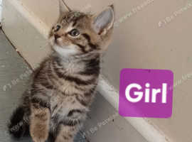 Cute tabby kittens