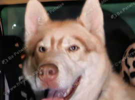 Siberian husky