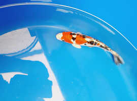 koi from £5 each