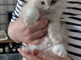 Persian x Ragdoll Kittens for sale