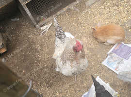 Sussex brahma rooster looking for a new home