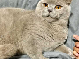 GCCF ACTIVE REGISTERED Chunky Lilac boy for STUD