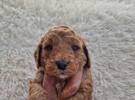 Adorable f1b Cockerpoo puppy's for sale