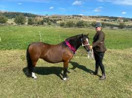 Menai seren broodmare