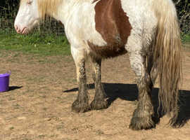 14h mare to make 14.2