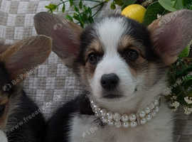 Quality health tested Boy puppy Available