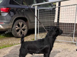 Patterdale Terrier