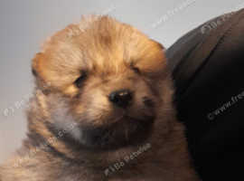 Beautiful chunky chowski puppies