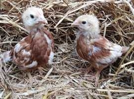 Chickens in Isle Of Skye  Find Livestocks at Freeads in Isle Of Skye's #1  Classified Ads