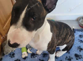 English bull terrier boy