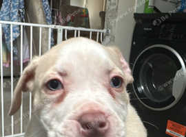 American bulldogs puppies