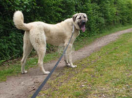 Turkish kangal puppies for sale cheap near me