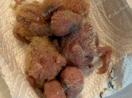 Baby lovebirds born 10.04