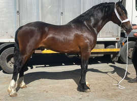 Future stallion