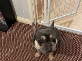 French bulldog