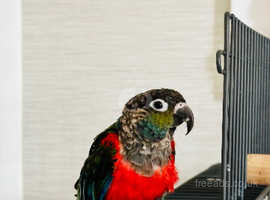 Crimson Parakeet Friendly Parrot